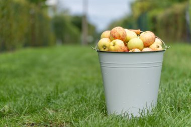 Dolu bir elma kovası yeşil bir bahçe yolunda görüntünün biraz sağında duruyor. Çevre bulanık, kovanın merkezi motif olarak vurgulanması.