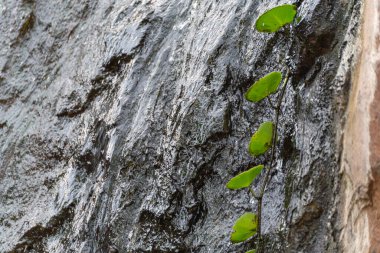 Islak kaya duvarında büyüyen yeşil bitki. Parlak yeşil kalp şeklindeki yapraklar, ıslak ve koyu renkli bir kaya duvarına tırmanıyor. Canlı karşıtlık nemli koşullarda çarpıcı bir yaşam görüntüsü yaratır..