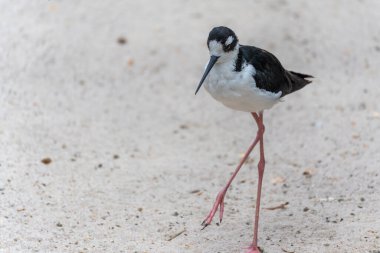 Siyah kanatlı Stilt (Himantopus himantopus) kumlu zeminde pembe bacaklarıyla yürür. Siyah ve beyazın çarpıcı kontrastı tüyleri karakterize eder.
