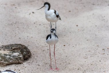 Siyah kanatlı Stilt ön planda dik durur, arkasında da gagası yukarı doğru kıvrılmış bir Avocet. Her iki kuş da açık kumlarda..