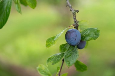 Yeşil yapraklı bir dalda olgun erikler. İki koyu mor erik yeşil yaprakların arasında bir dala asılı. Yakından bakınca olgun derisini ve bitkinin tazeliğini gösteriyor..