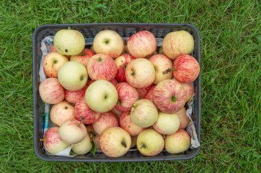 Yukarıdan çekilmiş bir sepet taze elma. Yukarıdan bakıldığında sepetteki bol miktarda toplanmış elma görülüyor. Değişik renkler çeşitliliğe tanıklık eder.