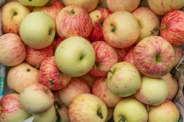 Taze hasat edilmiş elmalar. Bir sürü kırmızı ve sarı çizgili elma hasat sonrası birbirine yakın yatar. Meyveler taze, taze ve işlenmeye hazır görünüyor..