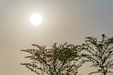 Kanadalı Fleabane Conyza kanadensis, batan güneşe karşı gölgede duruyor. Işıklandırma sıcak ve atmosferik.