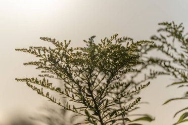 Pirelerin narin dalları yumuşak ışıkta parıldıyor. Fotoğraf, tesisin detaylarını ve yapısını sakin bir şekilde gösteriyor..