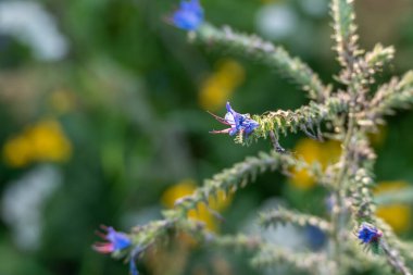 Echium vulgare çiçeği. Kırmızı pullu menekşe mavisi bir Echium çiçeğinin yakın çekimi. Dikenli yapı renkli arkaplanda göze çarpar.
