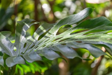 Monstera deliciosa yaprağı, İsviçre Örümcek Bitkisi. Canavarın ikonik, delinmiş yaprağı güneşte açılır. Dekoratif efektli tropik bir yetenek..