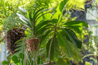 Asılı Sepette Orkide Vanda. Bir Vanda orkidesi, tropik yapraklarla çevrili, havada asılı duran bir sepetin içinde yetişir. Havanın kökleri sarkıyor.