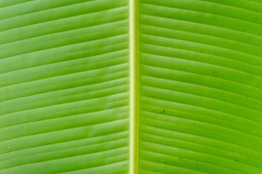 Muz yaprağı Musa spp. Simetrik yapıda, yemyeşil muz yaprağı yakın planda. Göbek bağı yaprağı mükemmel bir şekilde ikiye böler..