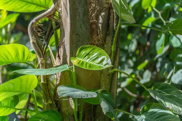 Philodendron ağaç gövdesine tırmanıyor. Dayanıklı bir filodendron ağaç gövdesine tırmanır. Parlak yaprakları gün ışığında parlıyor..
