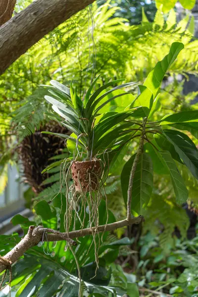 Asılı Sepette Vanda Orkidesi. Bir Vanda orkidesi, uzun hava köklü, delinmiş bir kil kapta bir dala asılı duruyor. Arka planda, yemyeşil eğreltiotu yaprakları güneş ışığında parlar..