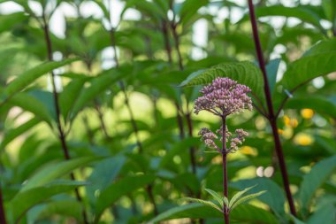 Eupatorium purpureum. Tek bir Eupatorium purpureum narin pembe cilt bakımıyla yemyeşil alana karşı duruyor. Bitki güçlü, mor bir gövde ile sağlam duruyor..