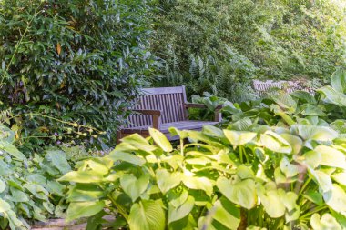 Green Garden 'daki ahşap bankta. Eğreltiotları, hostesler ve diğer yemyeşil bahçelerin arasında davetkar bir ahşap bank duruyor. Gölgeli bölge sakin ve rahatlatıcı bir atmosfer yaratıyor..