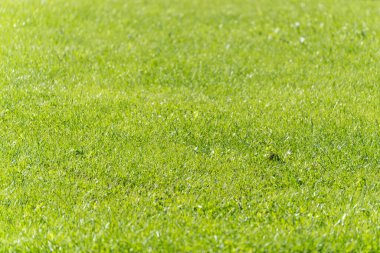 Sunlight 'ta çimenlik. Manikürlü yeşil bir çimen güneş ışığında uzanıyor. Yüzey taze, yoğun ve yemyeşil görünüyor..
