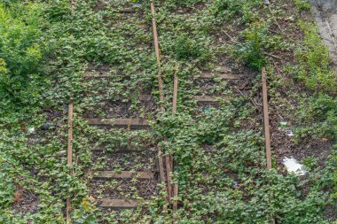 Paslı ve aşırı büyümüş bir demiryolunun detaylı görüntüsü. Bitkiler, yıllardır kullanılmadığının kanıtı olarak raylara tırmanıyor..