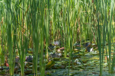 Su zambaklarıyla sazlıkların detaylı görüntüsü. Sazlığın yakın çekimi, nilüfer yaprakları ve çiçek açan Nymphaea albaların arasındadır. Güneş ışığı yemyeşil sulara düşer ve görüntüye derinlik katar..