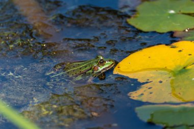 Sarı zambak kaplı kurbağa. Bir gölet kurbağası, sarı bir nilüfer yaprağına bakarak bir gölde yüzer. Renkler güçlü bir karşıtlık yaratır.