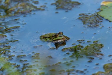 Mavi sudaki kurbağa. Bir kurbağa berrak, mavimsi sudan dışarı bakar. Sadece büyük gözleri olan bir kafa görünür..