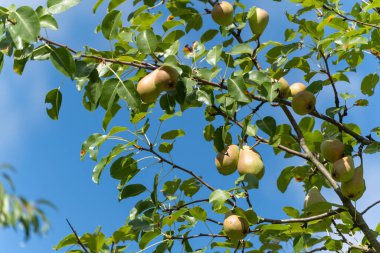 Armutlar dalda. Olgun armutlar parlak mavi gökyüzüne karşı bir dalda sallanıyor. Sahne, yaz sonu hasadını resmediyor..