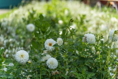 Beyaz yıldız çiçekleri bir bahçe yatağında görkemli bir şekilde açar. Çifte çiçekli başları yeşil arka planda parlıyor..