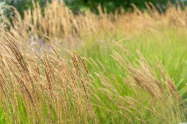 Saman renkli otlar rüzgarda hafifçe bükülür. Arka planda, renkler uyumlu doğal bir görüntüye karışır.