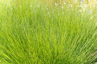 Yoğun yeşil süs çimenleri. Yoğun büyüyen süs otları yemyeşil bir doku oluşturur. İnce saplar yumuşak bir dalga gibi görünür..