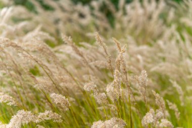 Tohum Kafalı Yumuşak Çimenler. Yumuşak, krem renkli otlar kabarık çekirdek başları rüzgarda dans ediyor. Sahne havadar ve nazik görünüyor..