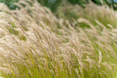 Bej renkli süs çimenleri hareket halinde. Otlar rüzgarda hafifçe sallanır ve tek renk bej rengini gösterir. Arka plan doğal yeşile dönüşür..