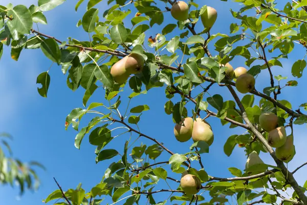 Armutlar dalda. Olgun armutlar parlak mavi gökyüzüne karşı bir dalda sallanıyor. Sahne, yaz sonu hasadını resmediyor..