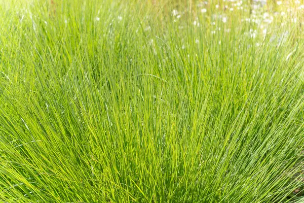 Yoğun yeşil süs çimenleri. Yoğun büyüyen süs otları yemyeşil bir doku oluşturur. İnce saplar yumuşak bir dalga gibi görünür..