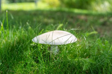 Otların içinde beyaz mantar. Beyaz bir mantar, yumuşak doğal ışıkla aydınlatılmış çimenlerin ve yaprakların arasında dimdik durur. Düz başlık yeşil çevreyle çelişiyor..