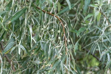 Elaeagnus commutata meyveli gümüşüzümü ağacı. Gümüşüzümü ağacının dalları, gümüş yeşili yapraklarla çevrili küçük yeşil meyvelerle ağırlaşır. Yaz gelişiminin ayrıntıları.