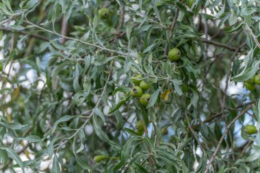 Zeytin Ağacı Elaeagnus angustifolia. Gümüş yeşili yapraklar ve zeytin ağacındaki küçük olgunlaşmamış meyveler. Dokulu yapraklar gün ışığında hafifçe parıldıyor..