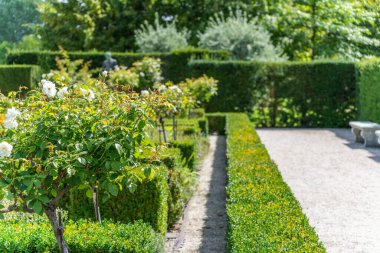Resmi Bahçe Yolu. Manikürlü bir bahçe. Parlak güneş ışığı altında çitleri, beyaz gülleri ve çakıl yolları olan. Arka planda bir heykel görünüyor..