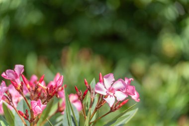 Pembe Oleander çiçekleri parlak güneş ışığı altında çiçek açar. Bulanık yeşil arkaplan onların canlı rengini arttırır.