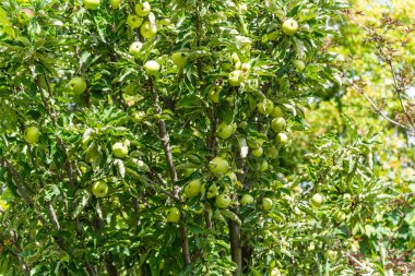 Yeşillik yeşil yapraklar arasında yeşil elma kümeleri olan verimli bir elma ağacı. Güneş ışığı dalların arasından süzülür.