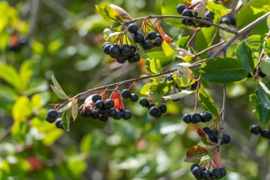 Aronia melanocarpa 'nın yeşil ve kırmızı yapraklı dallarına yakın plan çekilmiş siyah böğürtlenleri. Meyve gün ışığında parlıyor..