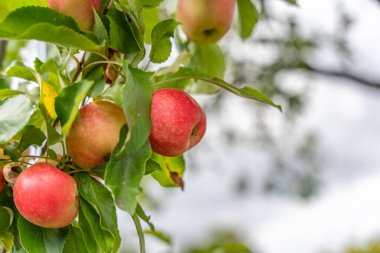 Ağaç dalına asılı olgun kırmızı elmalar. Taze meyvelerin etrafını saran yapraklar.