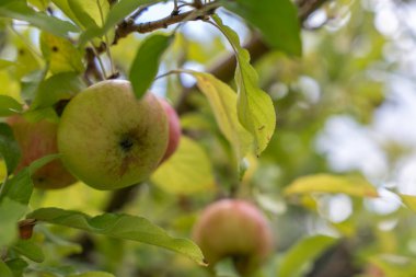 Arka planda bulanık elmalar ve yapraklar olan yeşil-kırmızı bir elmanın yakın çekimi. Taze ve doğal.
