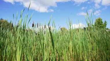 Sazlıklar ve Gökyüzü. Uzun sazlıklar Typha 'yı masmavi gökyüzüne doğru yükseltir. Bataklık bitkilerinin üzerinde beyaz bulutlar sürükleniyor.