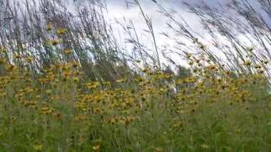 Sarı kır çiçekleri rüzgardaki uzun otların arasında çiçek açar. Renkli yaz çayırı.