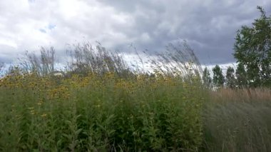 Bulutlu bir gökyüzünün altında uzun otlar ve sarı çiçekler olan bir yaz çayırı. Doğal manzara videosu.