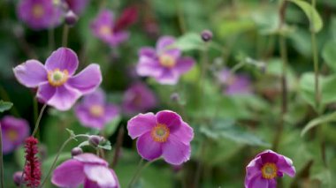Pembe Sonbahar Anemone Anemone Hupehensis çiçekleri rüzgarda hafifçe hareket eder. Kamera, bulanık arkaplanlı odak noktalarını gösteriyor..