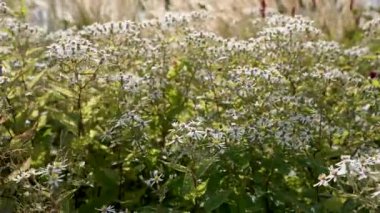 Güneş Işığı 'ndaki Asterlar. Sarı merkezli beyaz asterler yeşil yapraklar arasında ışıl ışıl açar. Yumuşak güneş ışığı bahçedeki doğal güzelliklerini arttırır..