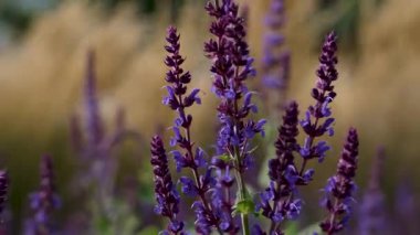 Yakın plan Purple Salvia. Yukarıya doğru uzanan mor Salvia çiçeklerinin yakın çekimi. Canlı renkleri arka plandaki altın çimlerle zıt..