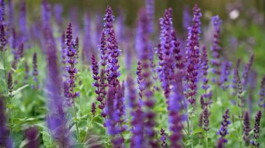 Mor Salvia Tarlası. Mor Salvia çiçeklerinden oluşan bir tarla mesafeye kadar uzanıyor. Dikey çiçekleri renkli bir yaz çayırı oluşturuyor..