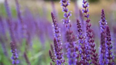 Meadow ve Sky. Uzun yeşil çimenler bulutlu bir gökyüzünün altındaki çayırı doldurur. Manzara vahşi ve el değmemiş, doğa tarafından şekillendirilmiş..