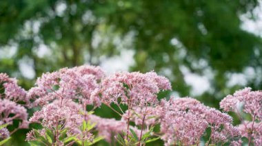 Su tarımı pembesi. Su tarımının narin pembe çiçekleri yeşil arka planda kümeler halinde çiçek açar. İnce örgüleri hafif ve havadar görünüyor..