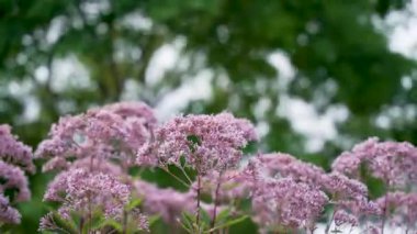 Focus 'ta Pembe Hempstead. Pembe kenevir çiçekleri yeşil bir yaprak zemininde parlar. Hassas yapı bir hafiflik hissi yaratır..