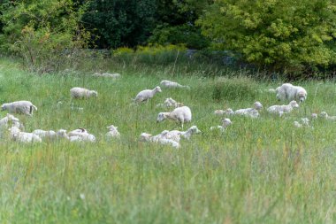Köpekler onları korurken koyunlar yeşil bir çayırda otluyor. Sahne, çiftlik hayvanları ve doğa arasındaki uyumu gösteriyor..